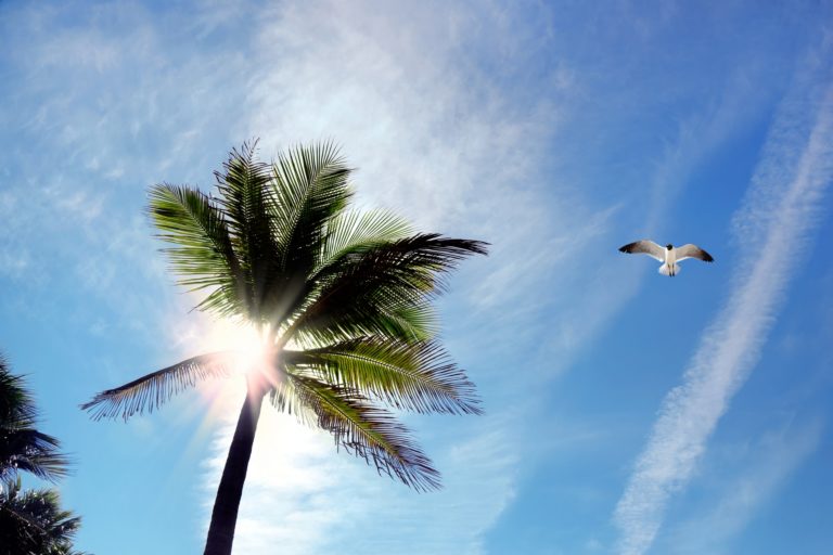 Low angle view of coconut palm tree and flying seagull over sunny blue sky with sunbeam in Florida, USA